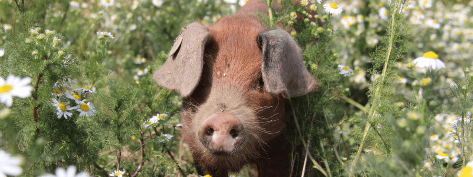 https://www.airfield.ie/wp-content/uploads/2020/11/Sandy-Black-Pigs-in-Airfield-Farm-1.png