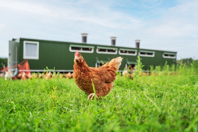 The innovative mobile hen house system